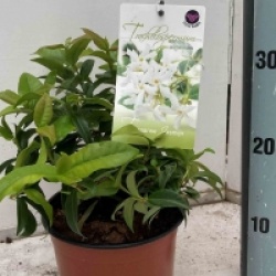 Trachelospermum jasminoides