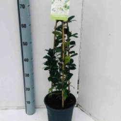 Trachelospermum jasminoides