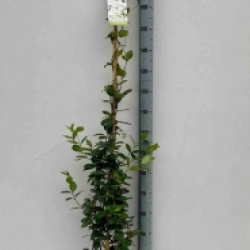 Trachelospermum jasminoides