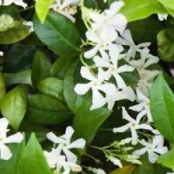 Trachelospermum jasminoides