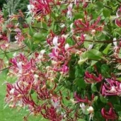 Ch�vrefeuille grimpant henryi