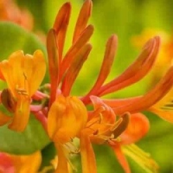 Ch�vrefeuille Copper Beauty