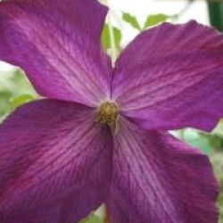 Cl�matite Jackmanii Superba �