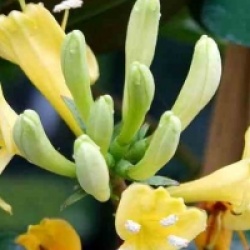 Lonicera henryi 'Copper Beauty' cov