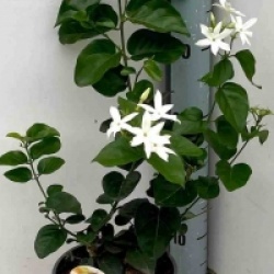 Jasminum sambac 