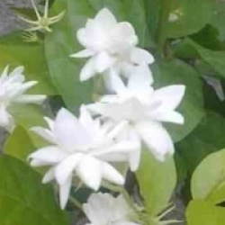 Jasminum sambac 