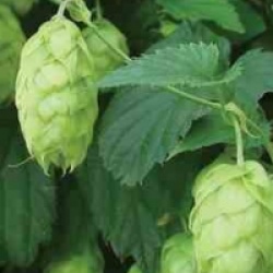 Humulus lupulus