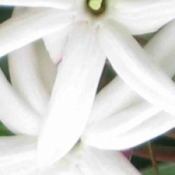 Jasminum nitidum