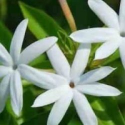 Jasminum nitidum