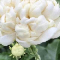 Jasminum sambac 'Grand Duke of Tuscany'