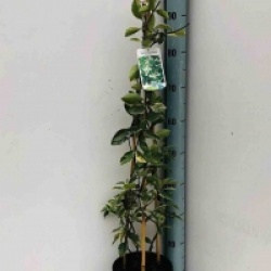 Trachelospermum jasminoides 'Tricolor'