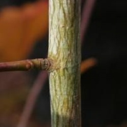 Acer davidii 'Cascade'