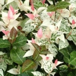 Trachelospermum jasminoides 'Tricolor' - Jasmin �toil� Tricolor