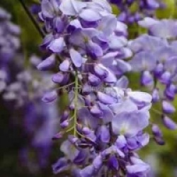 Wisteria sinensis 'Flore Pleno' - Glycine de Chine Flore Pleno