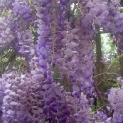 Wisteria sinensis 'Flore Pleno'