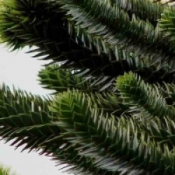 Araucaria araucana