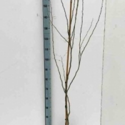 Caesalpinia gilliesii 