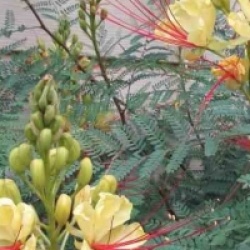 Caesalpinia gilliesii 