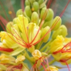 Caesalpinia gilliesii 