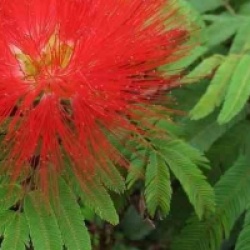 Calliandra tweedii - Arbre aux houpettes
