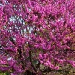 Cercis siliquastrum