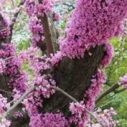 Cercis siliquastrum