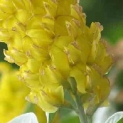 Argyrocytisus battandieri