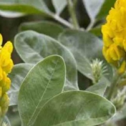 Argyrocytisus battandieri