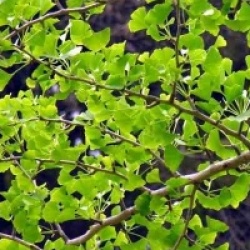 Ginkgo biloba