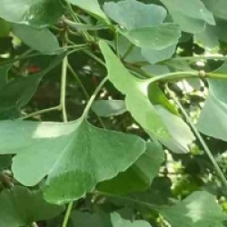 Ginkgo biloba