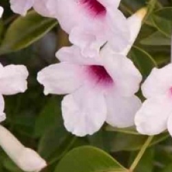 Pandorea jasminoides 'Power of Beauty'