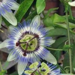 Passiflora caerulea 