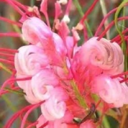 Grevillea johnsonii - Grevillea de Johnson
