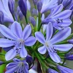 Agapanthus africanus