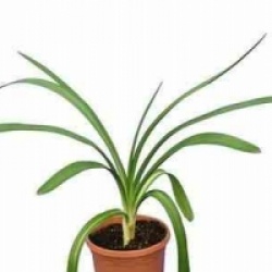 Agapanthus africanus 'Albus'