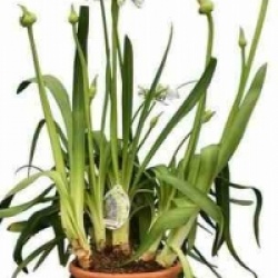 Agapanthus africanus 'Albus'