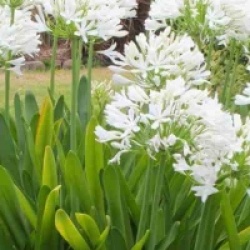 Agapanthus africanus 'Albus'