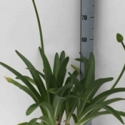 Agapanthus praecox 'Blue Storm'