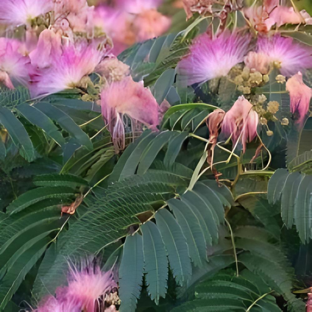 Albizia julibrissin 'Rosea' - Abre de soie rose