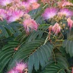 Albizia julibrissin 'Rosea'