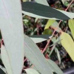 Eucalyptus camaldulensis 