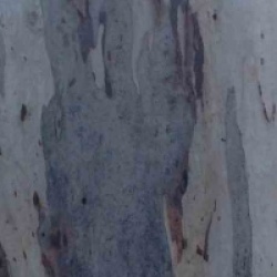 Eucalyptus camaldulensis 