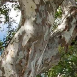 Eucalyptus camaldulensis 