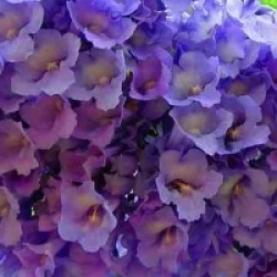 Jacaranda mimosifolia 