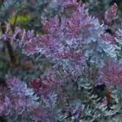 Acacia baileyana 'Purpurea'