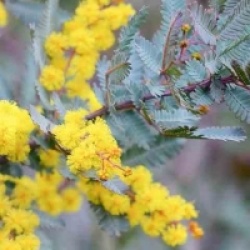 Acacia baileyana 'Purpurea'