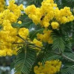 Acacia dealbata 'Gaulois Astier'