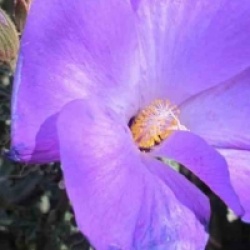 Alyogine huegelli 'Santa Cruz'