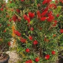Callistemon citrinus 'Splendens'