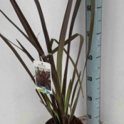 Phormium tenax purpureum